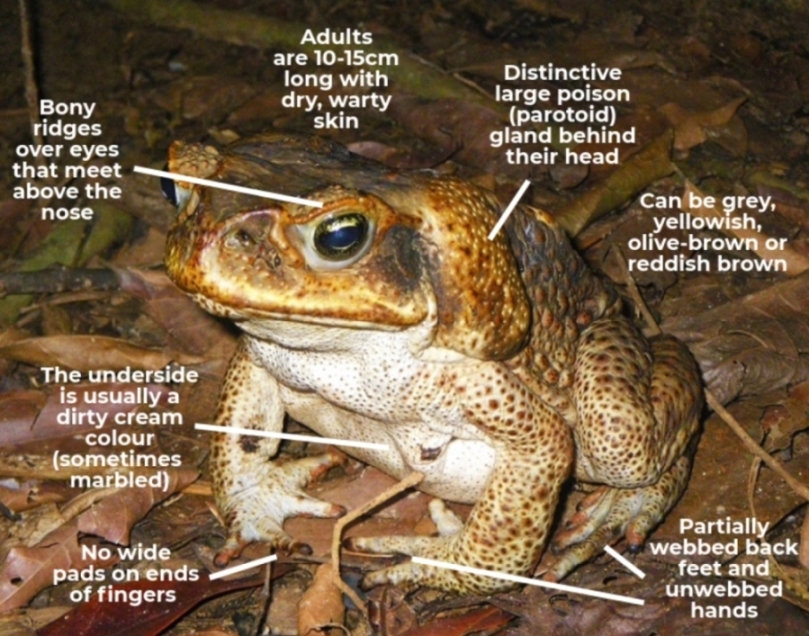 ToadScan > Cane toads and native frogs
